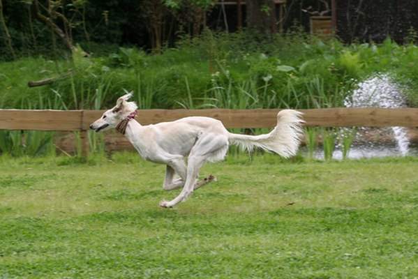 10 giống chó chạy nhanh nhất thế giới 10