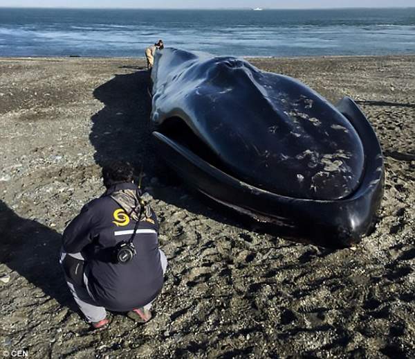 Cái kết thảm của cá voi xanh khổng lồ dài 20m dạt bờ biển Chile 3
