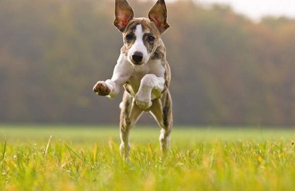 10 giống chó chạy nhanh nhất thế giới 9