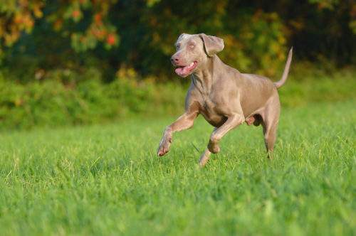 10 giống chó chạy nhanh nhất thế giới 5