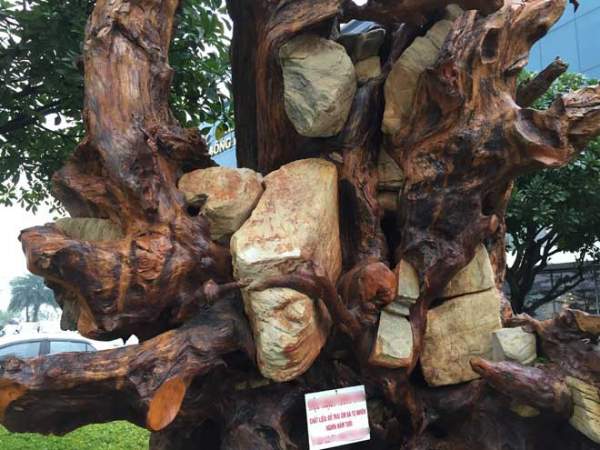 Ngắm gốc gỗ trai đỏ thế “bạt phong hồi đầu” nghìn năm tuổi ở Hà Nội 3