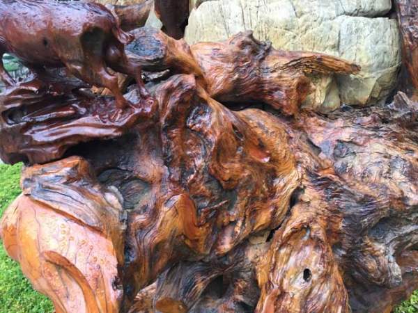 Ngắm gốc gỗ trai đỏ thế “bạt phong hồi đầu” nghìn năm tuổi ở Hà Nội 6