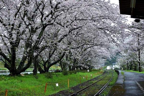 Lịm tim trước đường hầm hoa Anh Đào chỉ xuất hiện 7 ngày trong năm tại Nhật Bản 3