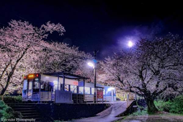 Lịm tim trước đường hầm hoa Anh Đào chỉ xuất hiện 7 ngày trong năm tại Nhật Bản 8
