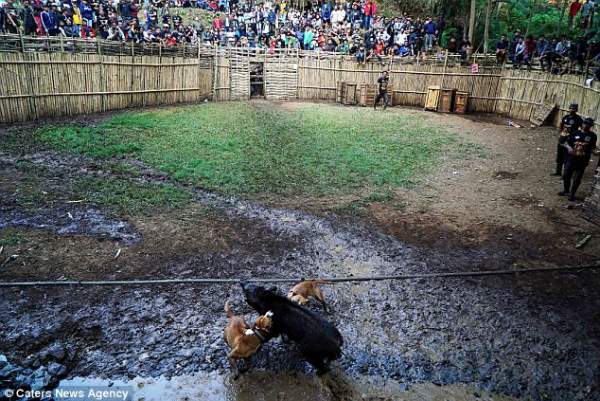 Đột nhập nơi tổ chức chó pitbull tử chiến lợn rừng đẫm máu ở Indonesia 2