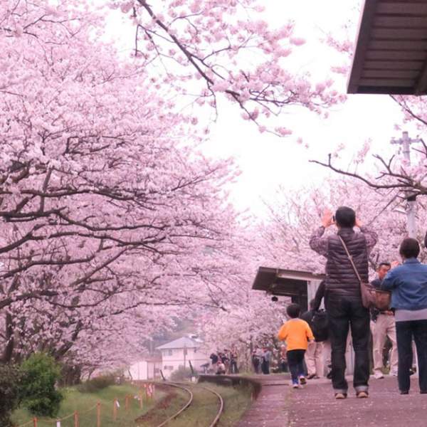 Lịm tim trước đường hầm hoa Anh Đào chỉ xuất hiện 7 ngày trong năm tại Nhật Bản 9