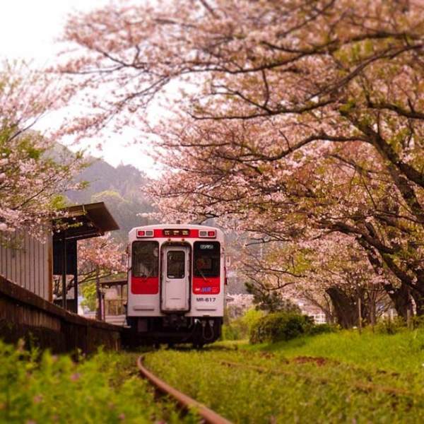 Lịm tim trước đường hầm hoa Anh Đào chỉ xuất hiện 7 ngày trong năm tại Nhật Bản 4
