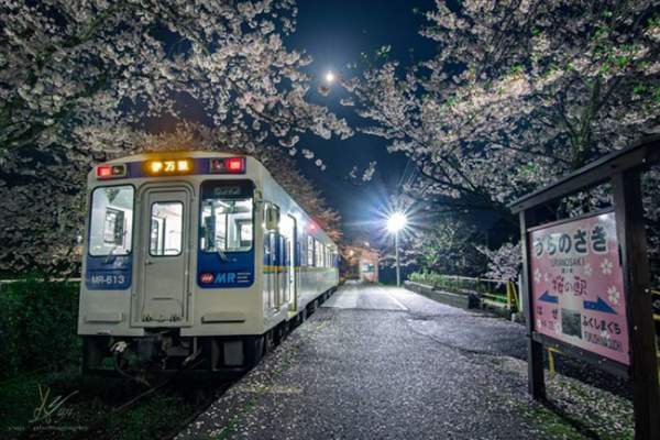 Lịm tim trước đường hầm hoa Anh Đào chỉ xuất hiện 7 ngày trong năm tại Nhật Bản 7