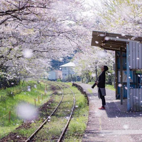 Lịm tim trước đường hầm hoa Anh Đào chỉ xuất hiện 7 ngày trong năm tại Nhật Bản 10