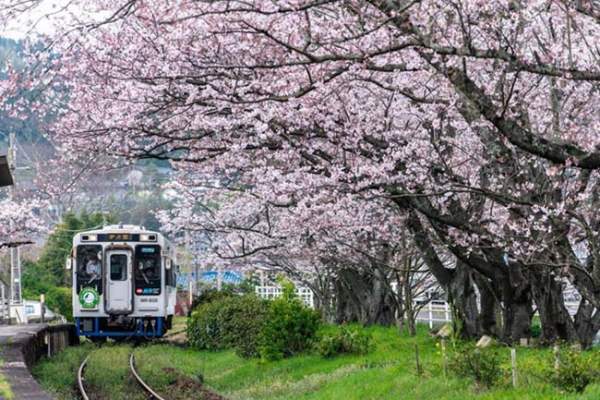 Lịm tim trước đường hầm hoa Anh Đào chỉ xuất hiện 7 ngày trong năm tại Nhật Bản