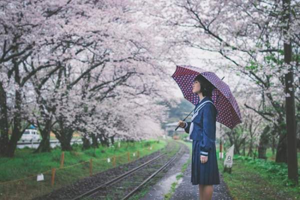 Lịm tim trước đường hầm hoa Anh Đào chỉ xuất hiện 7 ngày trong năm tại Nhật Bản 5