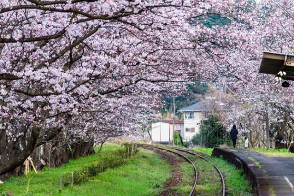 Lịm tim trước đường hầm hoa Anh Đào chỉ xuất hiện 7 ngày trong năm tại Nhật Bản 2