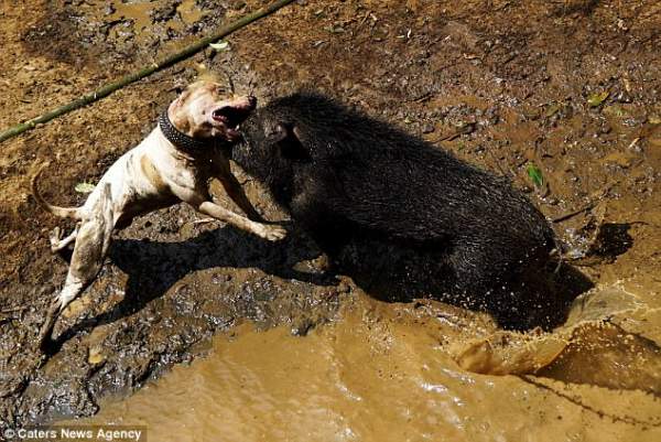 Đột nhập nơi tổ chức chó pitbull tử chiến lợn rừng đẫm máu ở Indonesia 4