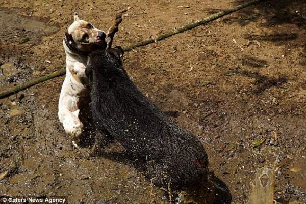 Đột nhập nơi tổ chức chó pitbull tử chiến lợn rừng đẫm máu ở Indonesia 3
