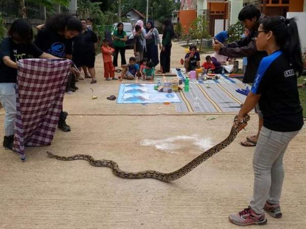 Video: Tay không bắt hổ mang chúa khổng lồ ở Malaysia 5