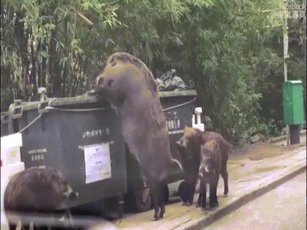 Malaysia: Lợn rừng điên cuồng tấn công người trong nhà thờ 4