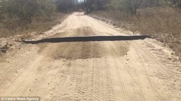 Nam Phi: Định kéo khúc gỗ chắn đường, tá hoả nhận ra trăn khổng lồ 2