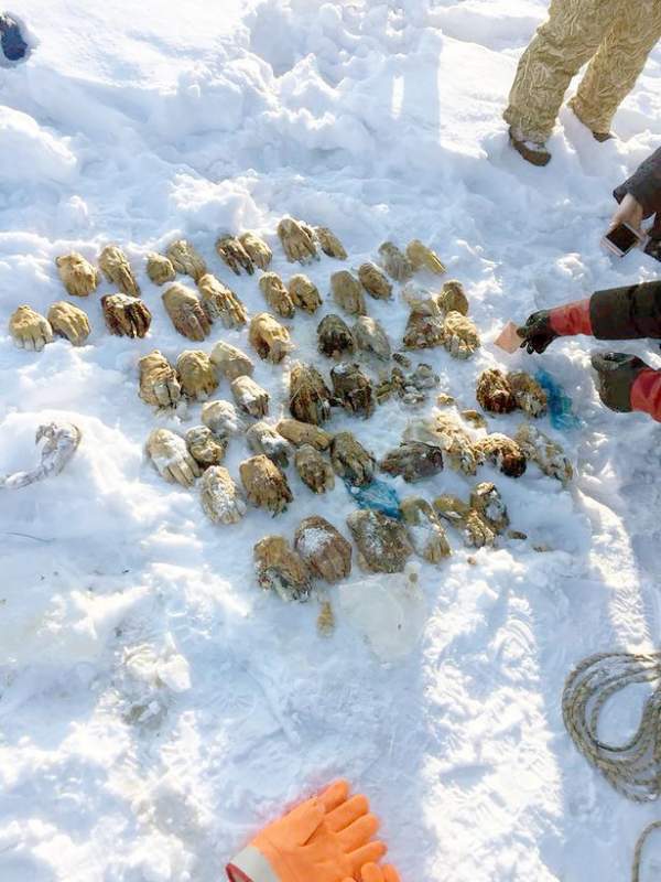 Phát hiện 54 bàn tay người bị chặt lìa trên tuyết ở Nga 2