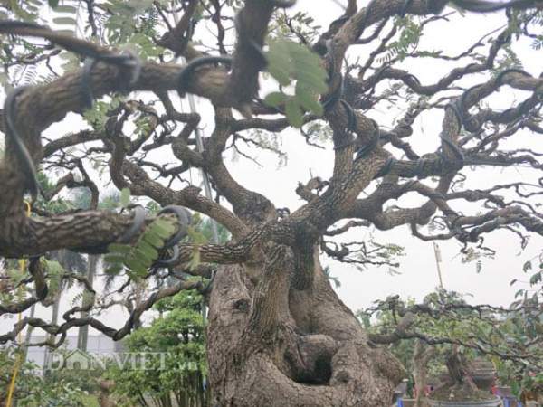 "Cụ" me bonsai trăm tuổi được rao bán gần 200 triệu ở Đồng Nai 3