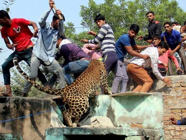 Ấn Độ: Giữa vòng vây, báo hoang vẫn điên cuồng tấn công người
