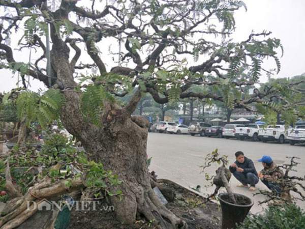 "Cụ" me bonsai trăm tuổi được rao bán gần 200 triệu ở Đồng Nai 5