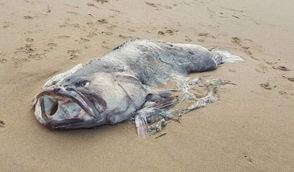 Xác “quái vật” biển nặng 1,5 tạ trôi dạt vào bờ biển Úc 2