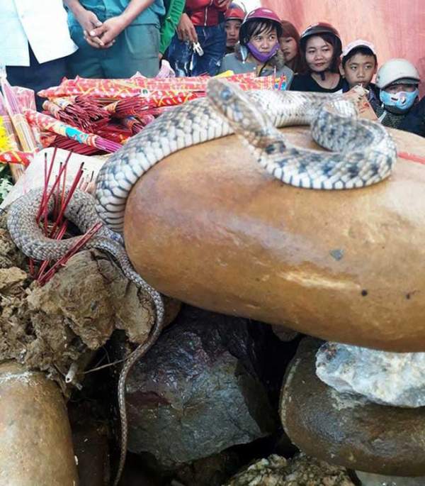 Vụ rắn nằm trên mộ ở Quảng Bình: Dân tái căng lều bạt, tiếp tục cúng bái