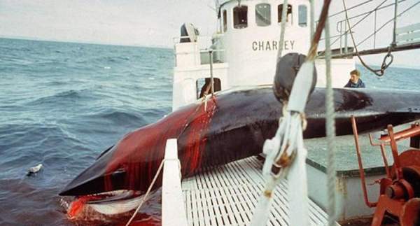 Quốc gia muốn giết cả ngàn cá voi nhưng không đem về ăn