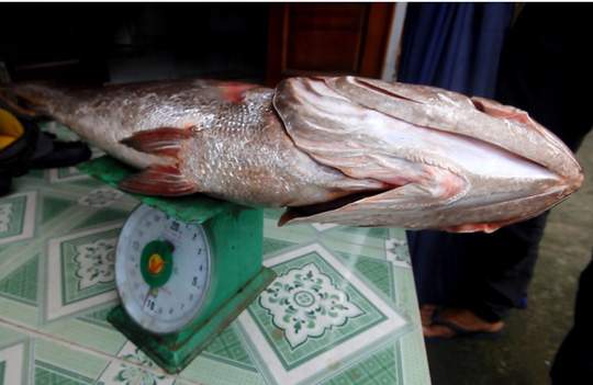 Câu được cá 10,5 kg, nghi sủ vàng quý hiếm 3