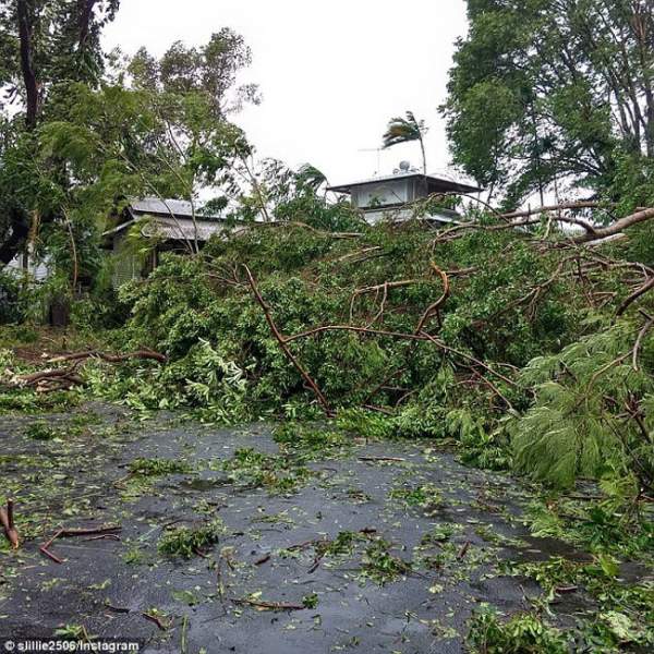 Xem siêu bão nhổ, cuốn bay cây cổ thụ ở Australia 5