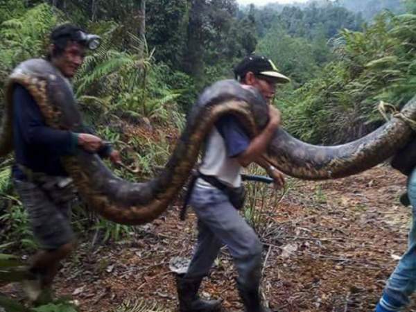 Thái Lan: Bắt trăn khổng lồ dài 7m, nặng 1 tạ nấp trong vườn nhà dân 2