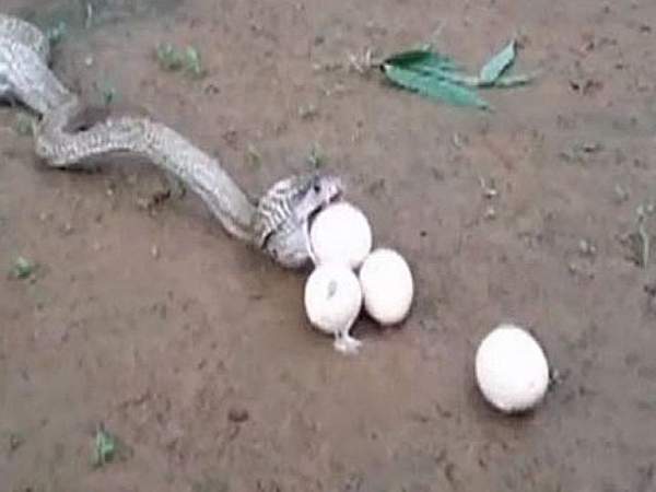 Ấn Độ: Bị đánh bằng gậy, hổ mang vật vã nôn trả 3 quả trứng