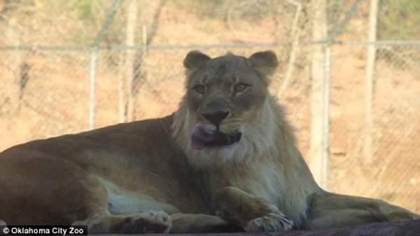 Sư tử cái 18 tuổi bất ngờ "chuyển giới", mọc bờm như sư tử đực 2