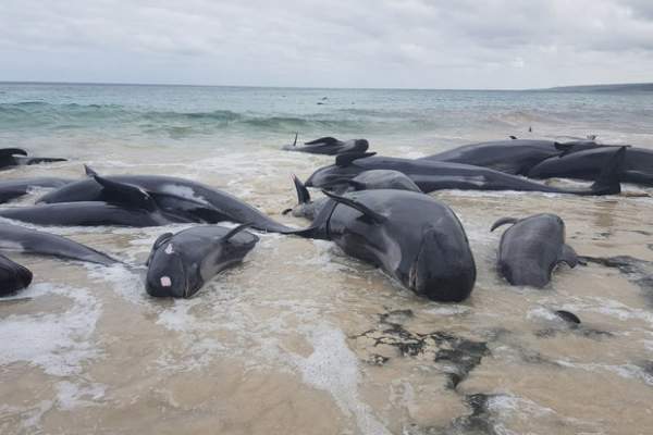 Hãi hùng cảnh 150 cá voi đồng loạt trôi dạt bờ biển Úc 2