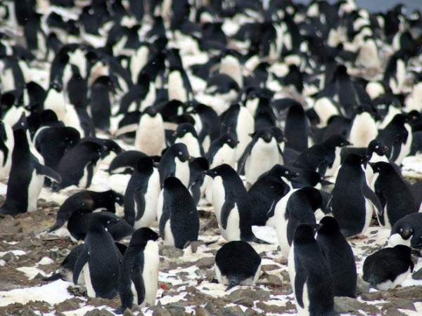 Bất ngờ phát hiện "siêu quần thể" hơn 1,5 triệu con chim cánh cụt chưa từng biết ở Nam Cực 5
