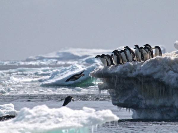 Bất ngờ phát hiện "siêu quần thể" hơn 1,5 triệu con chim cánh cụt chưa từng biết ở Nam Cực 4