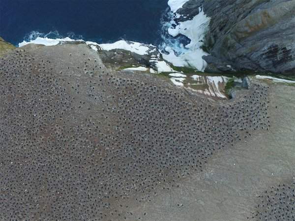 Bất ngờ phát hiện "siêu quần thể" hơn 1,5 triệu con chim cánh cụt chưa từng biết ở Nam Cực 2