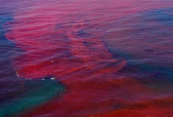 Hiện tượng thủy triều đỏ là gì? 2