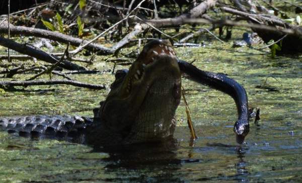 Thấy rắn "khủng" đến gần con, cá sấu mẹ tung đòn hủy diệt 6