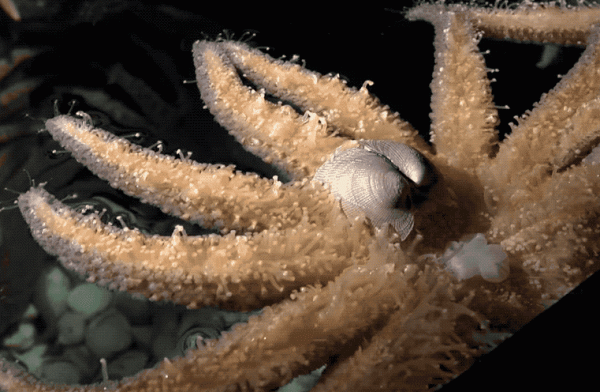 "Quái vật" kinh khủng nhất đại dương: Sở hữu nghìn mắt nhưng không có não 3