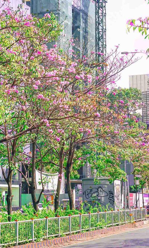 Có một Sài Gòn mộng mơ mùa hoa kèn hồng nở rộ 7