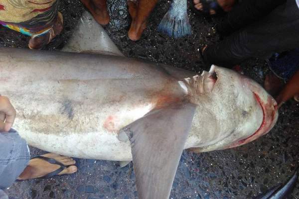 Cá mập vắng bóng hơn một thập kỷ xuất hiện ở chợ Ấn Độ