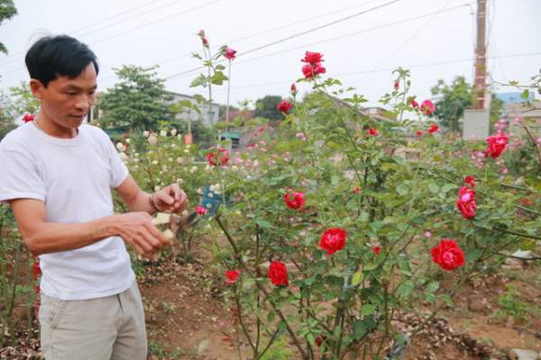 Ngắm vườn hồng cổ “nghìn người mê” của anh nông dân Ninh Bình 12