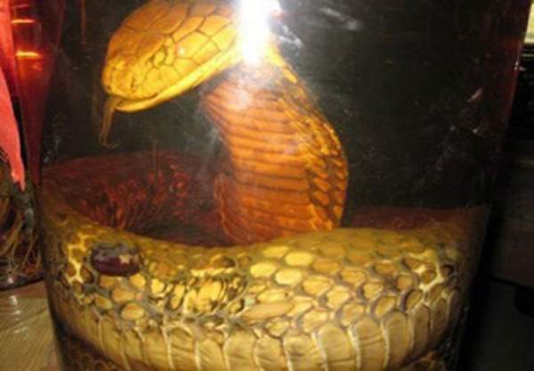 Chuyện dựng tóc gáy về rắn khổng lồ 2