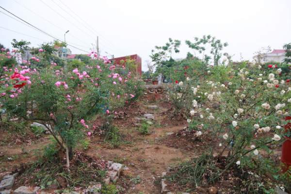Ngắm vườn hồng cổ “nghìn người mê” của anh nông dân Ninh Bình 2