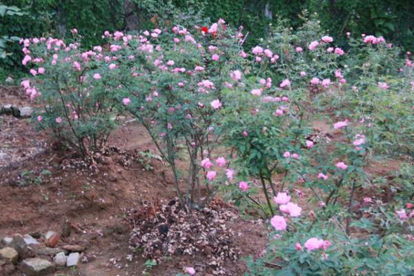Ngắm vườn hồng cổ “nghìn người mê” của anh nông dân Ninh Bình 10