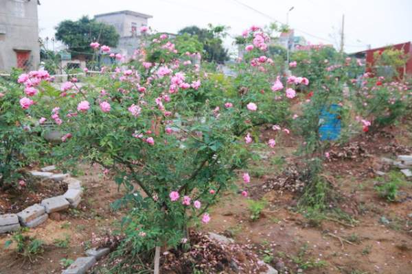 Ngắm vườn hồng cổ “nghìn người mê” của anh nông dân Ninh Bình 5