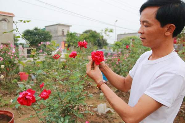 Ngắm vườn hồng cổ “nghìn người mê” của anh nông dân Ninh Bình 7