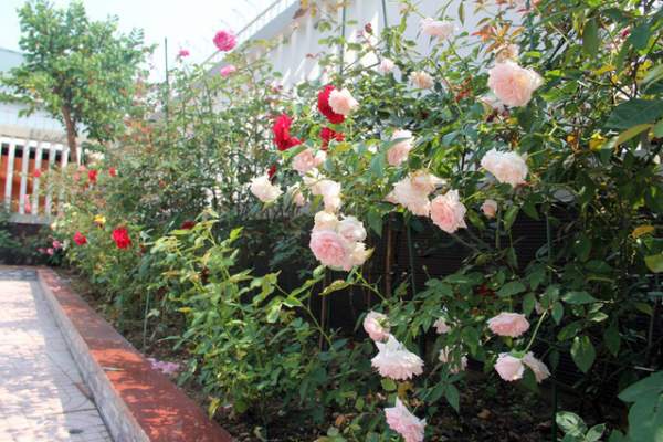 Mê mẩn vườn hồng tuyệt đẹp của ông chủ thầu xây dựng 5