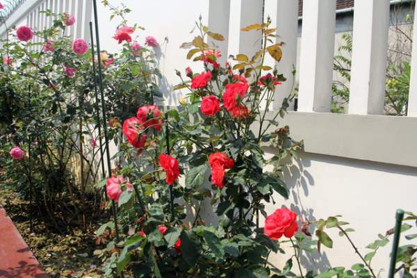 Mê mẩn vườn hồng tuyệt đẹp của ông chủ thầu xây dựng 8